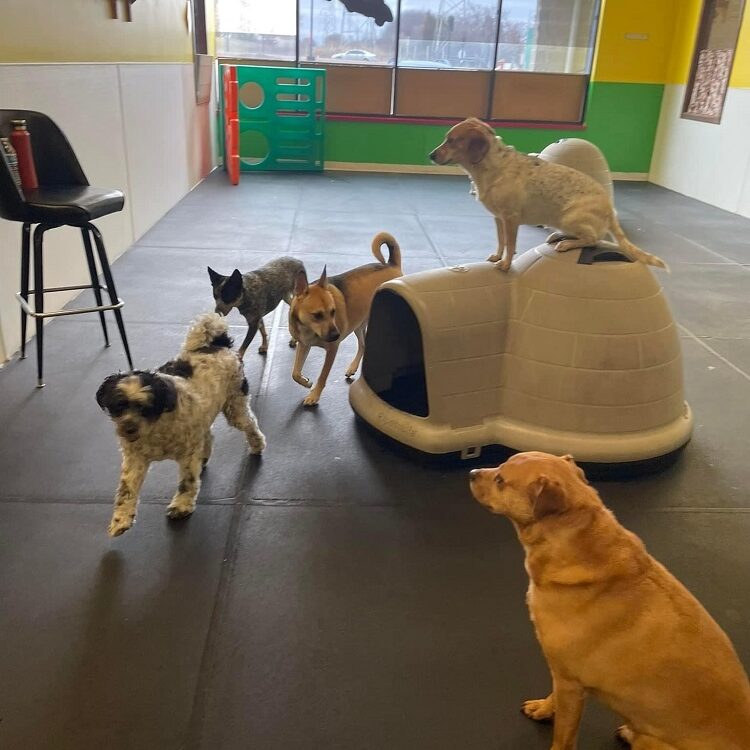 Milwaukee doggy daycare, doggie daycare, Greenfield, Greenfield doggy day care