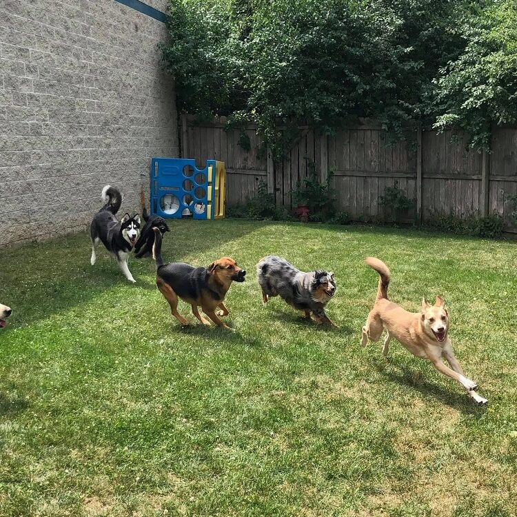 milwaukee dog daycare, doggy daycare, milwaukee