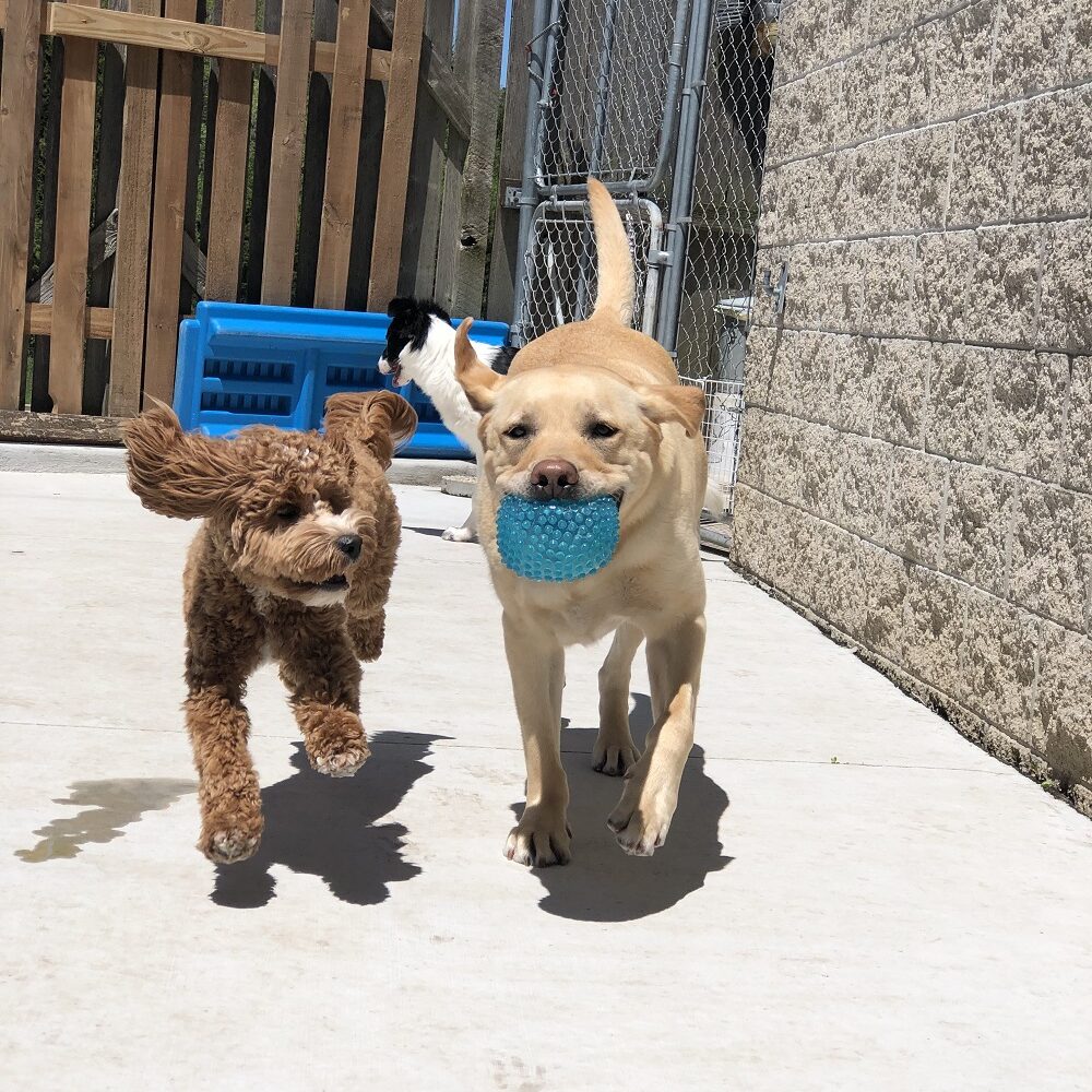 Doggy daycare, pet sitting, doggy daycare, greenfield, milwaukee